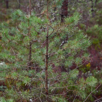 tree-shortleaf-pine-8
