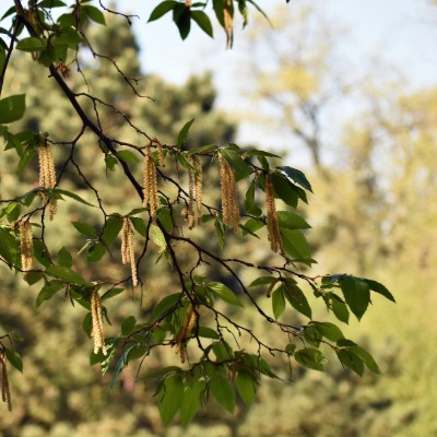 tree-smooth-alder-9