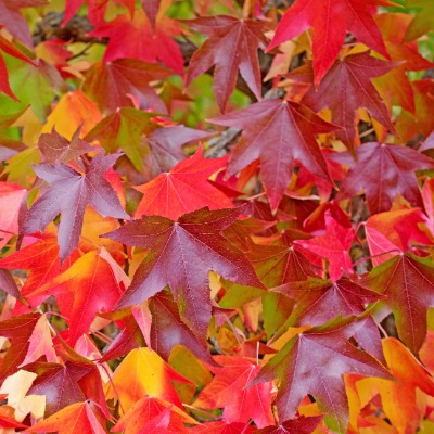 tree-sweetgum-7