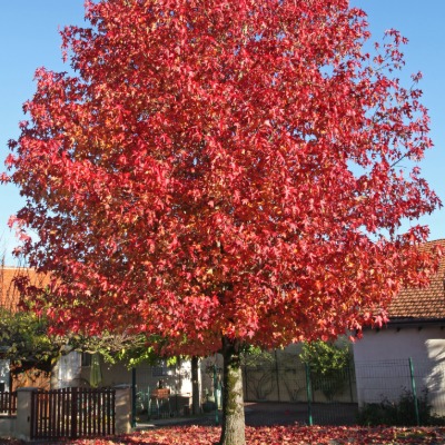tree-sweetgum-9