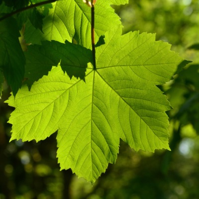 tree-sycamore-4