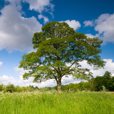 tree-sycamore-5