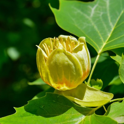tree-tulip-tree-11