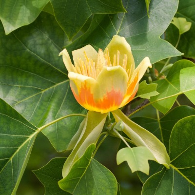 tree-tulip-tree-12