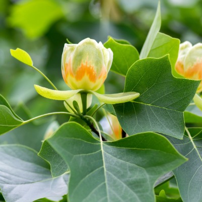 tree-tulip-tree-2