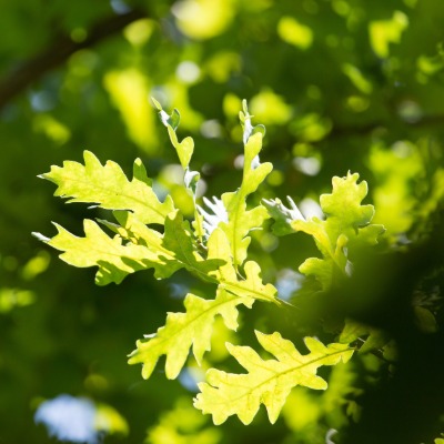 tree-white-oak-5
