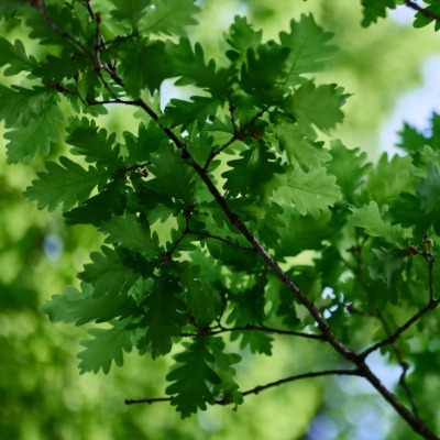 tree-white-oak-7