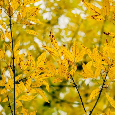tree-willlow-oak-13