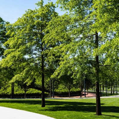 tree-willlow-oak-3