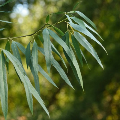 tree-willlow-oak-4