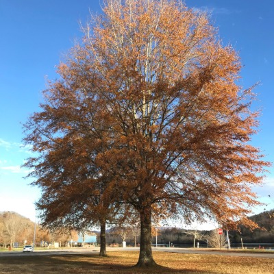 tree-willlow-oak-5