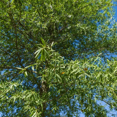 tree-willlow-oak-6
