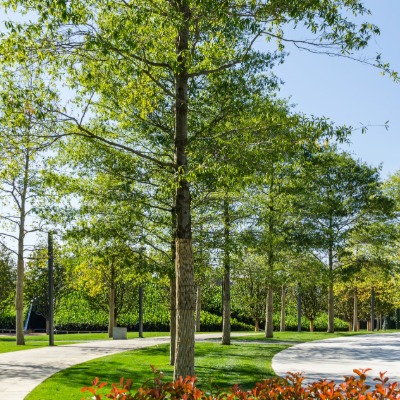 tree-willlow-oak-9