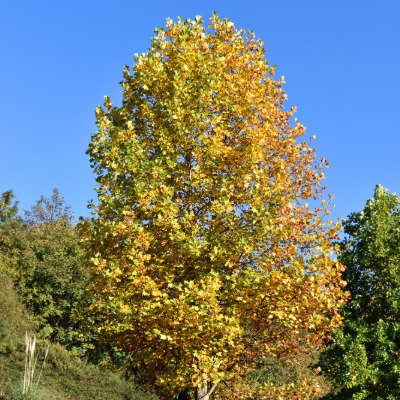 tuliptree1