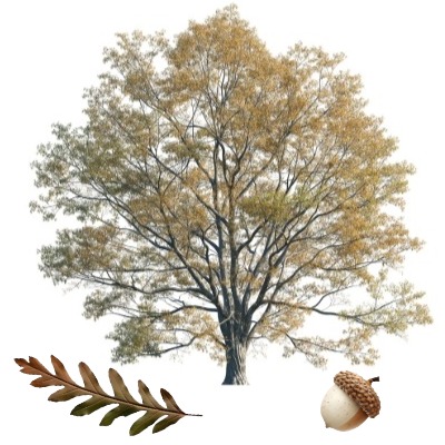willow oak